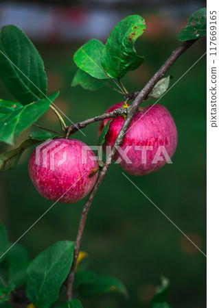 Red, late apples are hanging on a branch. A prolific apple tree 117669165