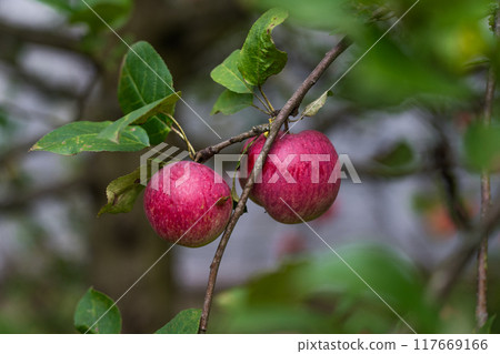 Red, late apples are hanging on a branch. A prolific apple tree 117669166
