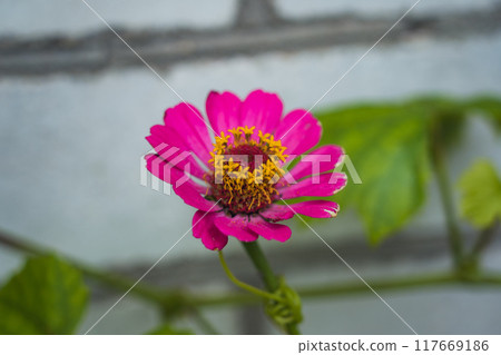 Pink Common zinnia growing in the garden at the house on a flower bed Pink Common zinnia growing in the garden at the house on a flower bed 117669186