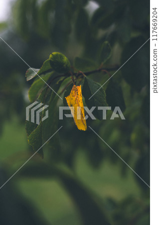 A yellow, withered leaf on a tree among healthy green leaves A yellow, withered leaf on a tree among healthy green leaves 117669204