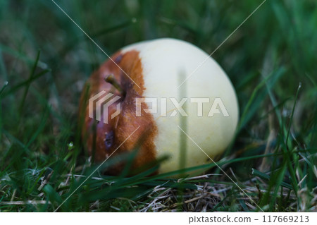 A yellow rotten apple lies in the grass. White Transparent apple A yellow rotten apple lies in the grass. White Transparent apple 117669213
