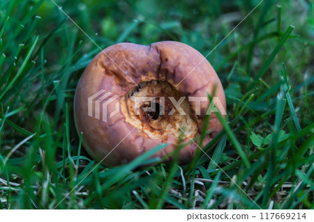 The apple, rotten from the inside, lies in the grass The apple, rotten from the inside, lies in the grass 117669214