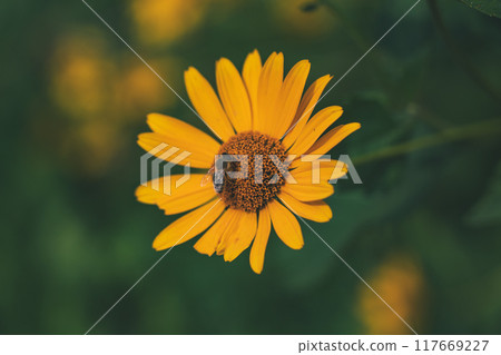 A bee is sitting on a yellow false sunflower 117669227