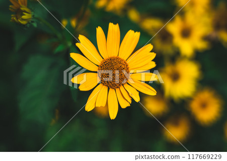 Plantation of yellow false sunflowers Plantation of yellow false sunflowers 117669229