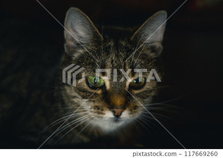 A curious cat looking into the distance in the evening in the dark A curious cat looking into the distance in the evening in the dark 117669260