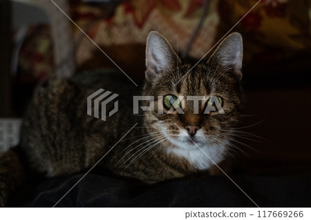 A curious cat lying on the couch in the evening in the dark 117669266