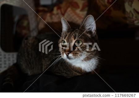 A curious cat looks to the left lying on the couch in the evening in the dark 117669267
