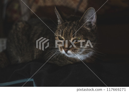 A sweet, kind, old cat is lying on the bed, in the evening A sweet, kind, old cat is lying on the bed, in the evening 117669271