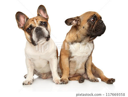 Two adult French bulldogs sitting on white background Two adult French bulldogs sitting on white background 117669358