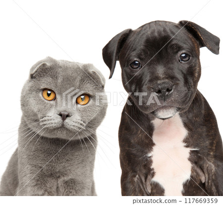 A Scottish fold cat with adorable Pit Bull puppy A Scottish fold cat with adorable Pit Bull puppy 117669359