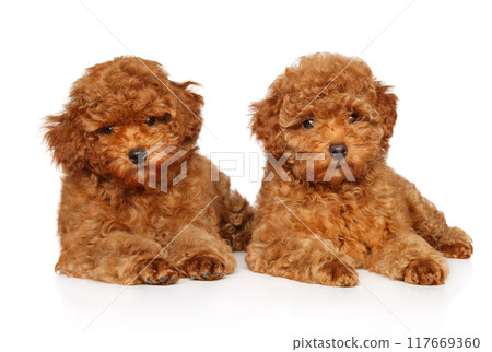 Two Adorable Toy Poodle Puppies 117669360