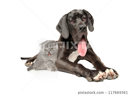 Great Dane and Kitten Resting Together on White Background 117669361