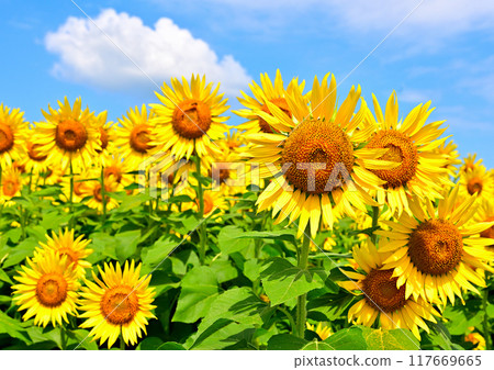 Sunflower shining in the blue sky 117669665