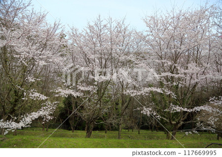 Cherry blossoms Somei Yoshino in full bloom Cherry blossoms Somei Yoshino in full bloom 117669995