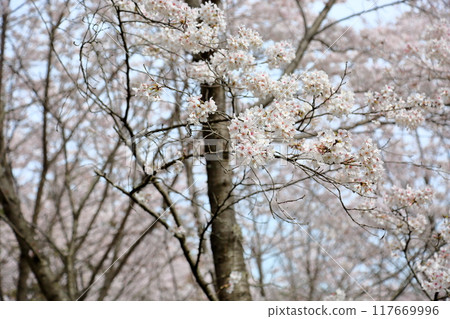 Cherry blossoms Somei Yoshino in full bloom Cherry blossoms Somei Yoshino in full bloom 117669996