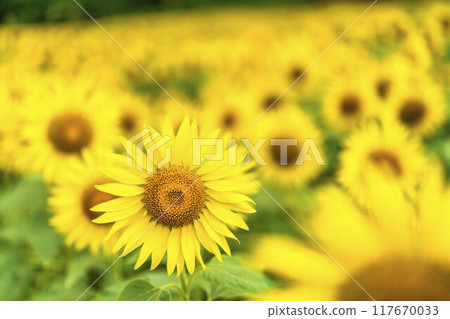 夏季三倉高原(滑雪場)向日葵田 福島縣喜多方市 夏季三倉高原(滑雪場)向日葵田 福島縣喜多方市 117670033