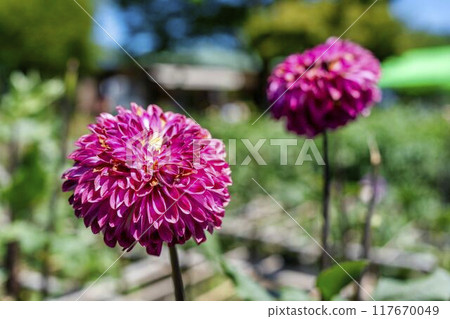 Summer park: Vividly blooming dahlias, Kawanishi Dahlia Garden, Kawanishi Town, Yamagata Prefecture Summer park: Vividly blooming dahlias, Kawanishi Dahlia Garden, Kawanishi Town, Yamagata Prefecture 117670049