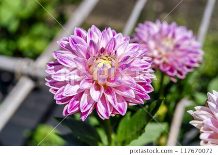 夏季三倉高原（滑雪場）向日葵田 福島縣喜多方市 117670072