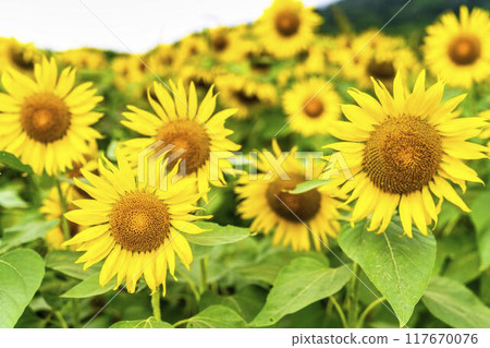 Summer at Sannokura Highlands (ski resort) Sunflower fields Kitakata City, Fukushima Prefecture Summer at Sannokura Highlands (ski resort) Sunflower fields Kitakata City, Fukushima Prefecture 117670076