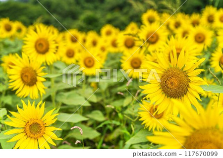 Summer at Sannokura Highlands (ski resort) Sunflower fields Kitakata City, Fukushima Prefecture 117670099