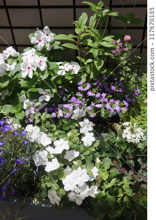 入口前種植花卉和盆栽 入口前種植花卉和盆栽 117670185