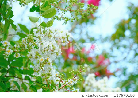 Flower of crape mybs 117670196