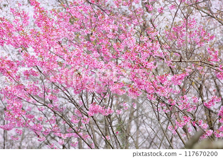 Cherry blossoms, sunlight, full bloom Cherry blossoms, sunlight, full bloom 117670200