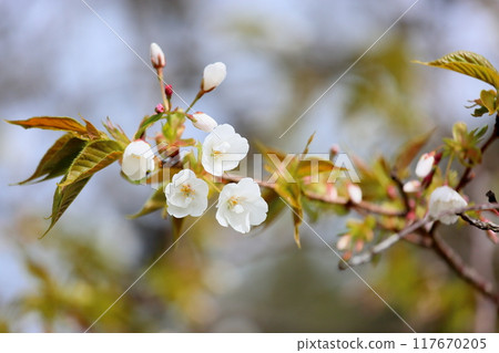 大島櫻盛開 117670205