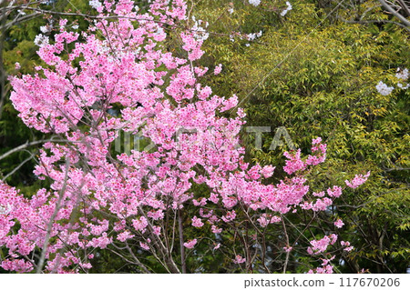 櫻花,陽光,盛開 櫻花,陽光,盛開 117670206