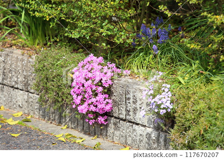 Shibazakura花 117670207