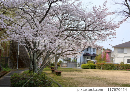 Cherry blossoms Somei Yoshino in full bloom 117670454