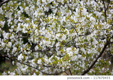 Oshima cherry blossoms in full bloom 117670455