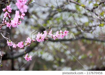 Peach blossoms in full bloom 117670456