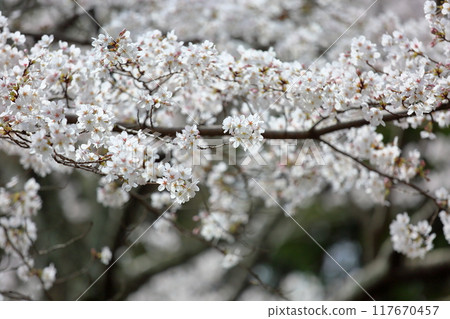 Cherry blossoms Somei Yoshino in full bloom 117670457