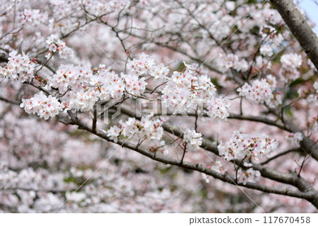 Cherry blossoms Somei Yoshino in full bloom 117670458