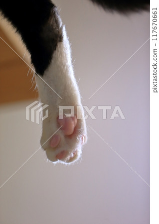 Cat paw image Cat paw image 117670661
