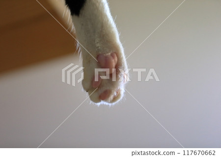 Cat paw image Cat paw image 117670662
