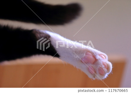 Cat paw image 117670665