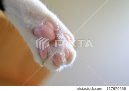 Cat paw image 117670666