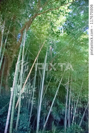 Sunlight shining through a bamboo forest 117670806