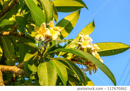 Close-up of a branch with fragile white and yellow plumeria flowers 117670862