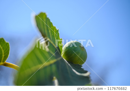 group of green figs ripening on the branches of their tree. selective focus. background. copy space group of green figs ripening on the branches of their tree. selective focus. background. copy space 117670882