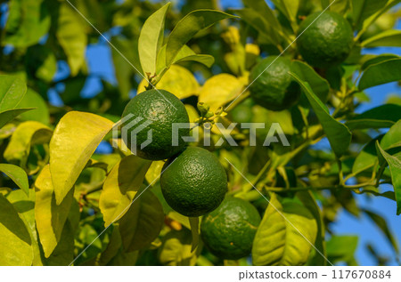 Some fresh green oranges grow on a tree Some fresh green oranges grow on a tree 117670884