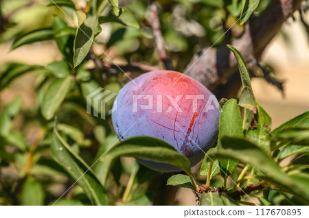 ripe plums on a tree branch in the garden. plums on a branch 117670895