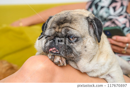 Senior Woman Playing With Her Dog In The Retirement Home Senior Woman Playing With Her Dog In The Retirement Home 117670897