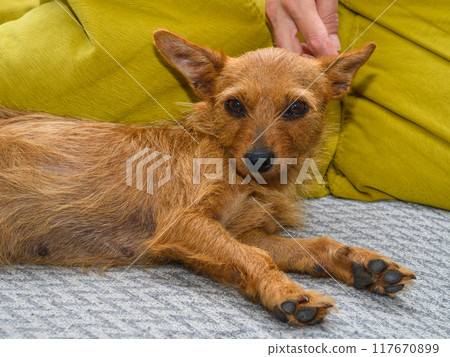 Dog is lying on the sofa 117670899