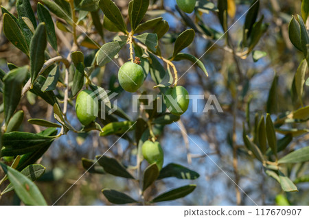 Fresh green olives hanging from an olive tree branch in Mediterranean garden 117670907