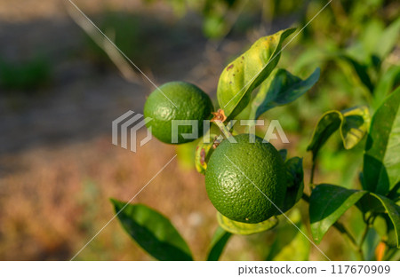 Green oranges grow on a shady tree 117670909