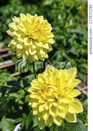 Summer park: Vividly blooming dahlias, Kawanishi Dahlia Garden, Kawanishi Town, Yamagata Prefecture 117671292