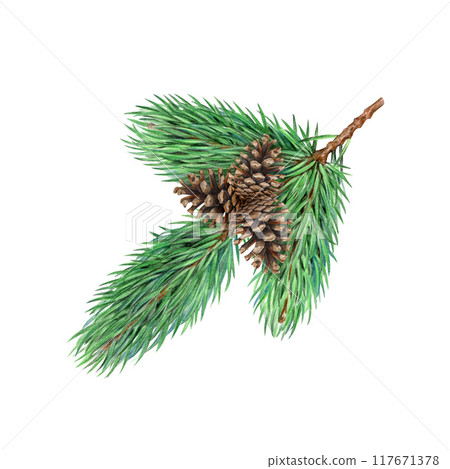 Pine tree branch with cones element painted illustration. Hand drawn evergreen conifer tree twig. Spruce branch with evergreen needles isolated on white background Pine tree branch with cones element painted illustration. Hand drawn evergreen conifer tree twig. Spruce branch with evergreen needles isolated on white background 117671378